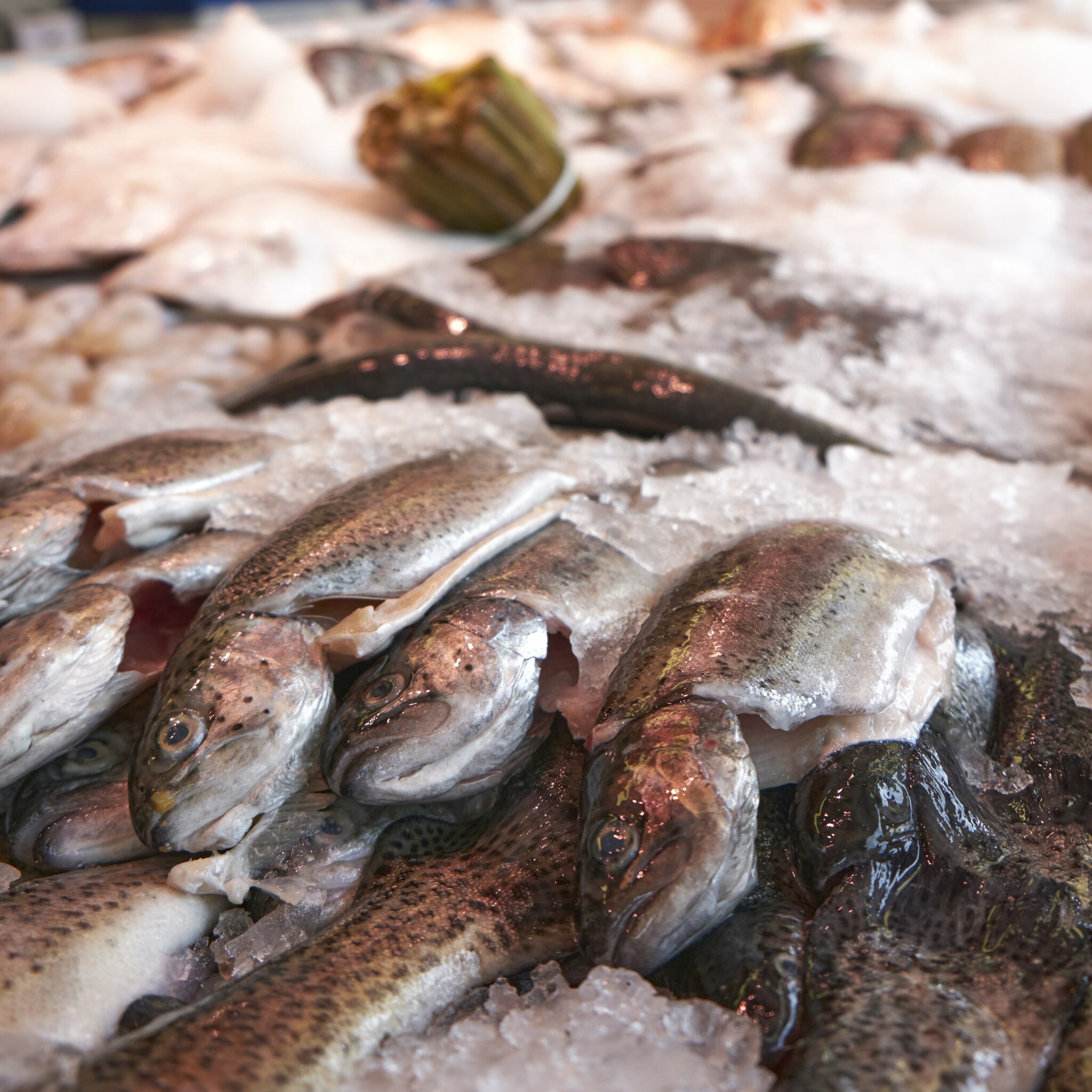 Fish market Copenhagen-Denmark